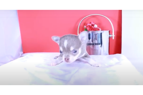 成約済の愛知県のチワワ(スムースコート)-127284の5枚目